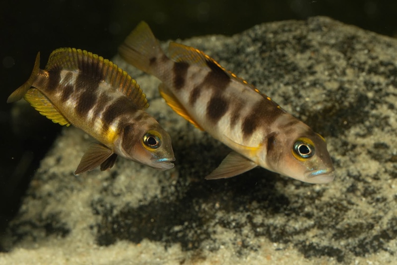 Lepidiolamprologus boulengeri 'Kigoma'